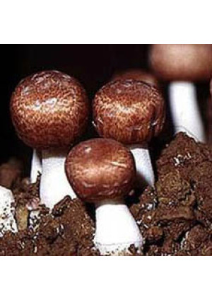 Гриб Агарик бразильский