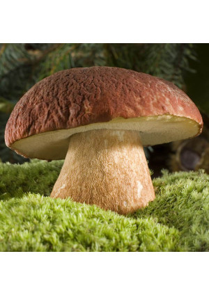 Гриб Белый (Boletus edulis, Fr)
