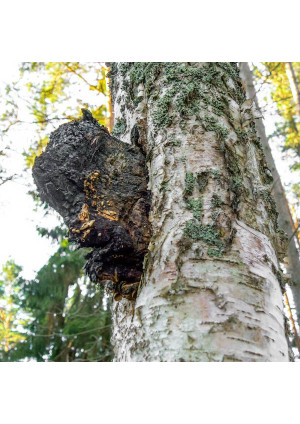 Гриб Чага (Инонотус скошенный)