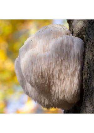 Гриб Гериций (Ежовик Гребенчатый)