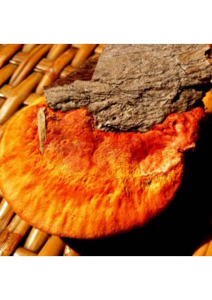 Гриб Камфорный