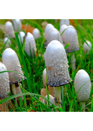 Гриб Копринус (Навозник Белый лохматый)