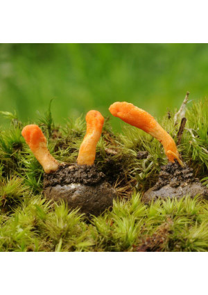 Гриб Кордицепс