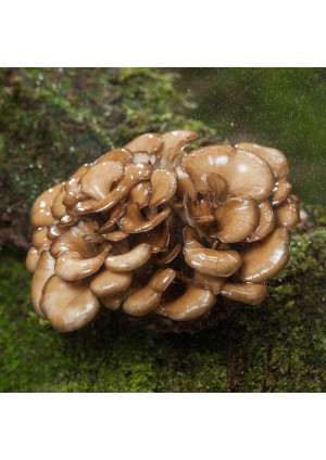 Гриб Мейтаке или гриб-баран, или танцующий гриб