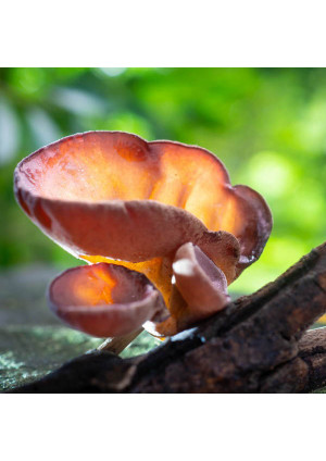 Гриб Муэр ( Auricularia auricula-judae)