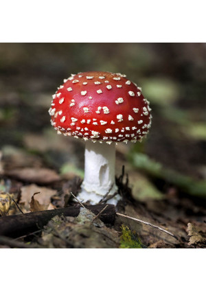 Гриб Мухомор красный