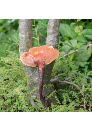 Гриб Рейши или трутовик лакированный