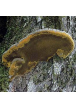 Гриб Санхван (Phellinus linteus)