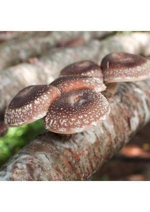 Гриб Шиитаке или императорский гриб