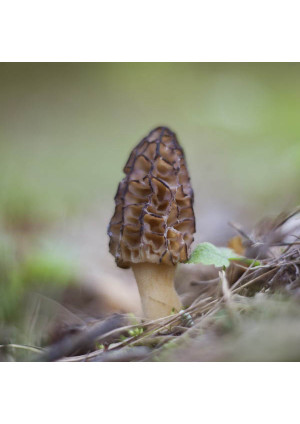 Гриб Сморчок конический