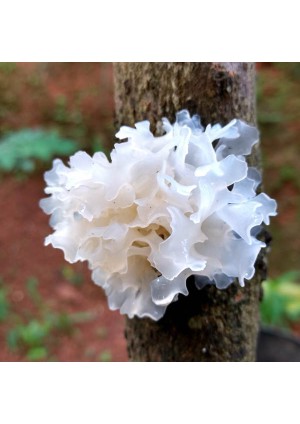 Гриб Снежный