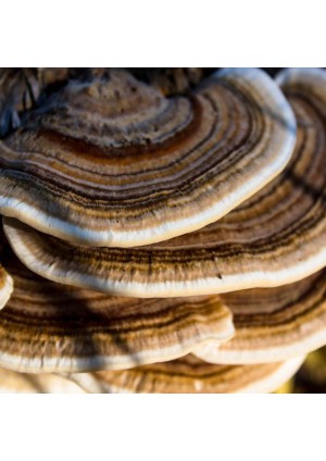 Гриб Траметес (Trametes versicolor)
