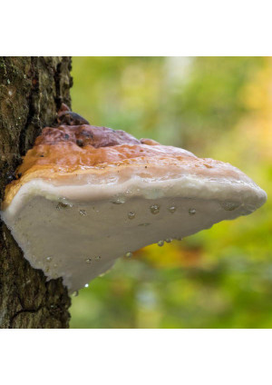 Гриб Трутовик лиственничный, лиственничная губка