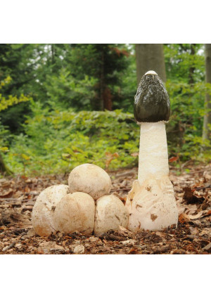 Гриб Весёлка обыкновенная